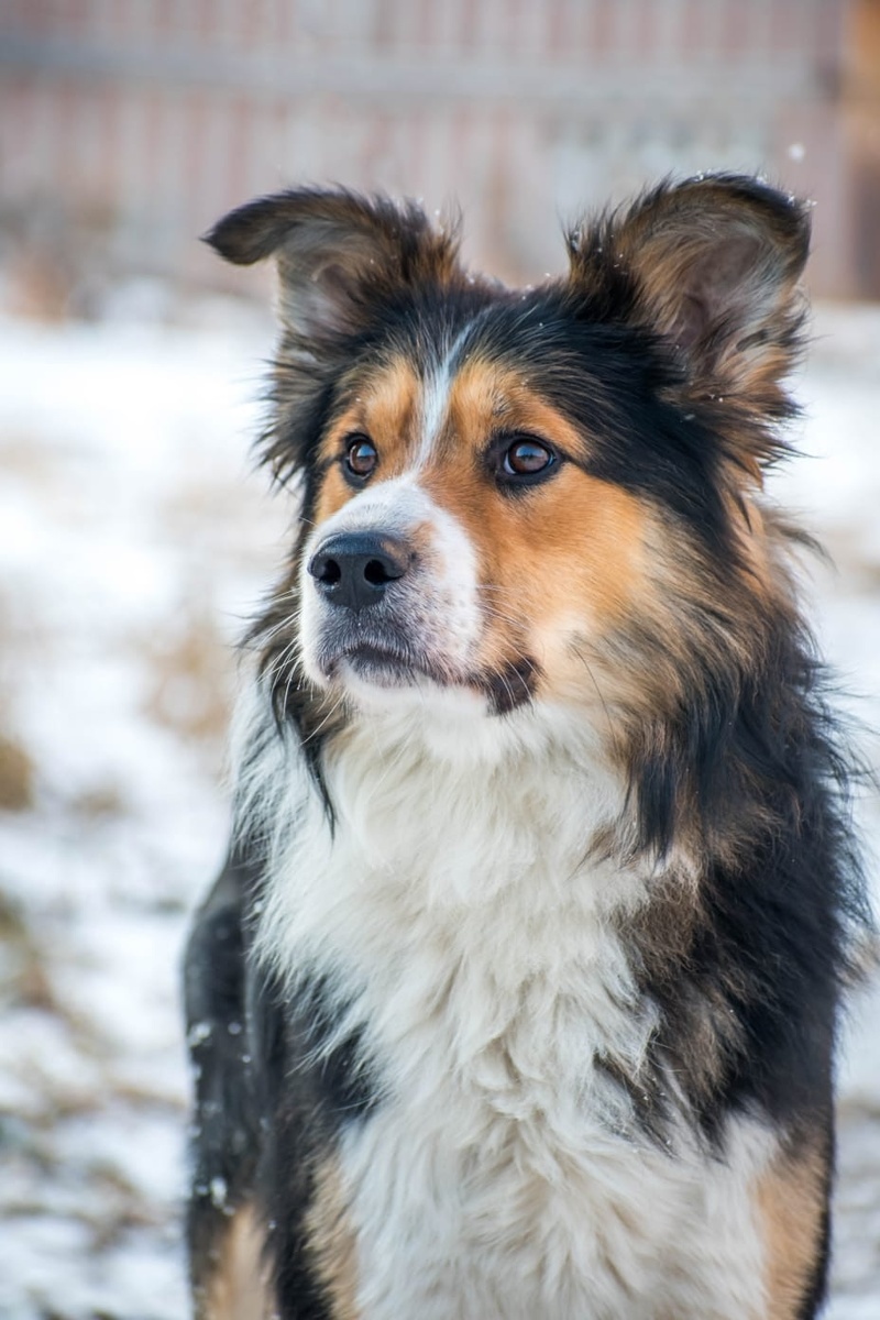 Можно ли найти собаку, которая пропала в лесу?