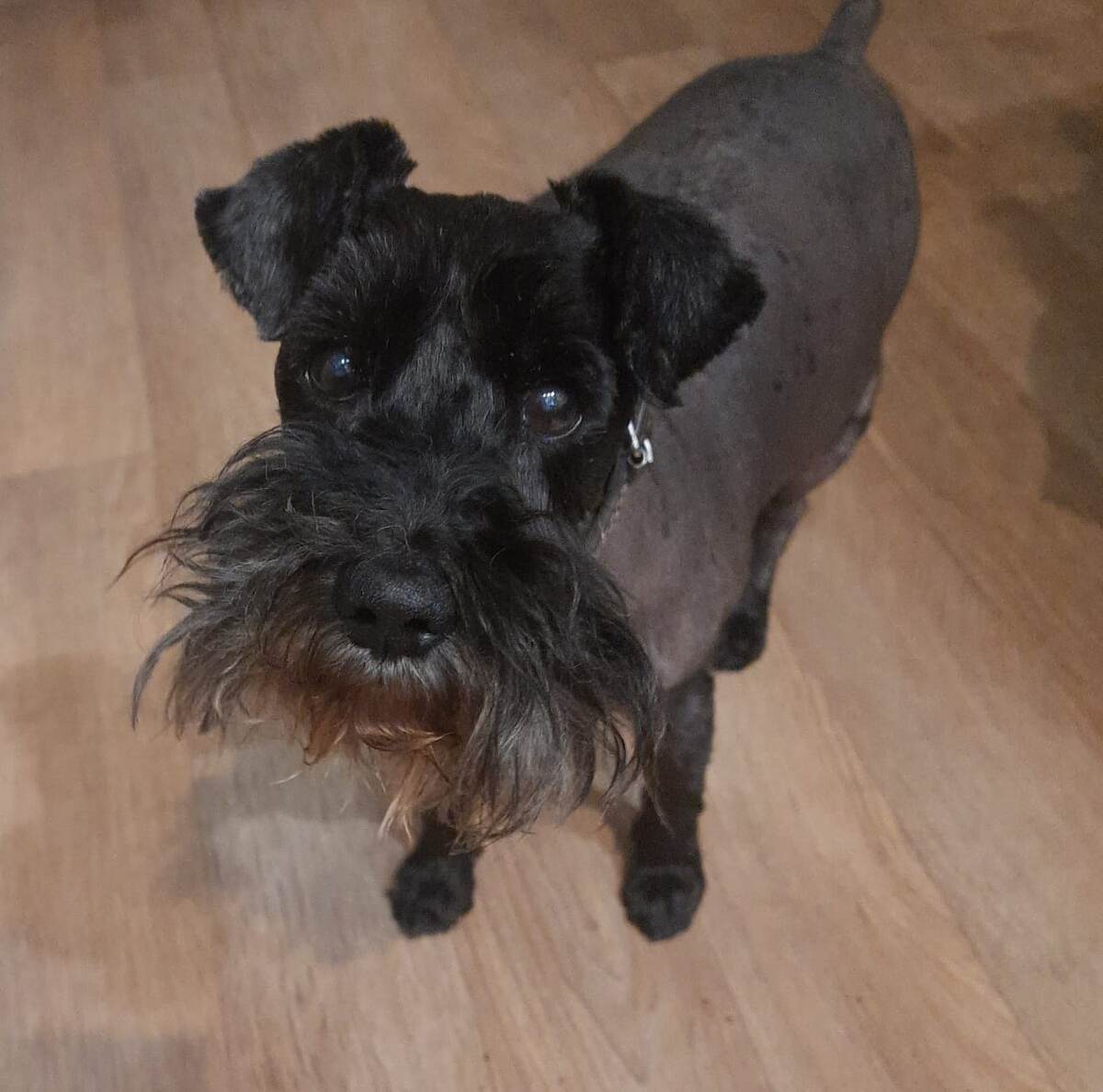 Самый глодный цвержик в мире!