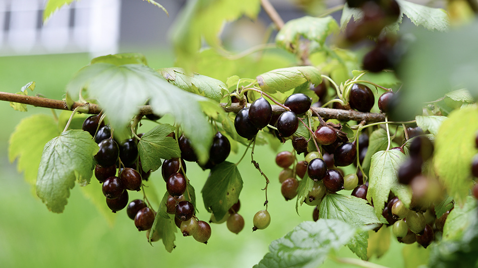 Победить его нужно до заморозков: как спасти смородину от почкового клеща