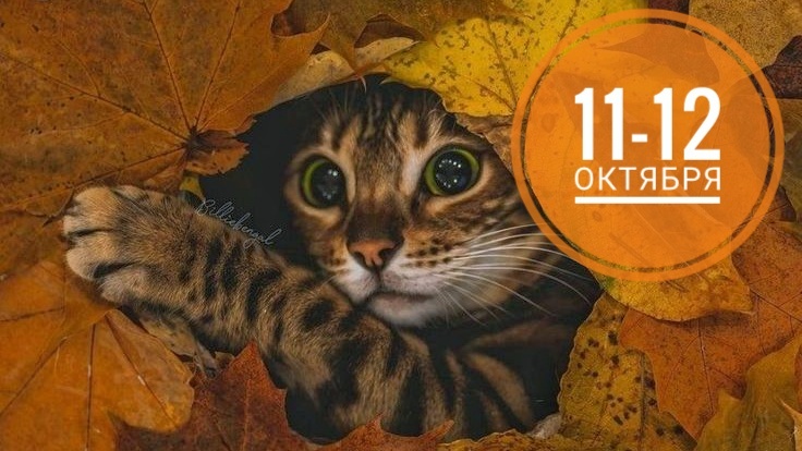 Нумерологический прогноз на 11 и 12 октября