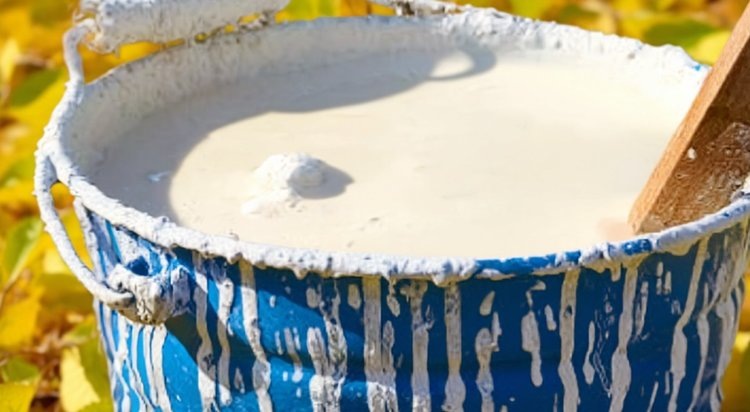 Когда белить яблони осенью и чем опрыскать до того