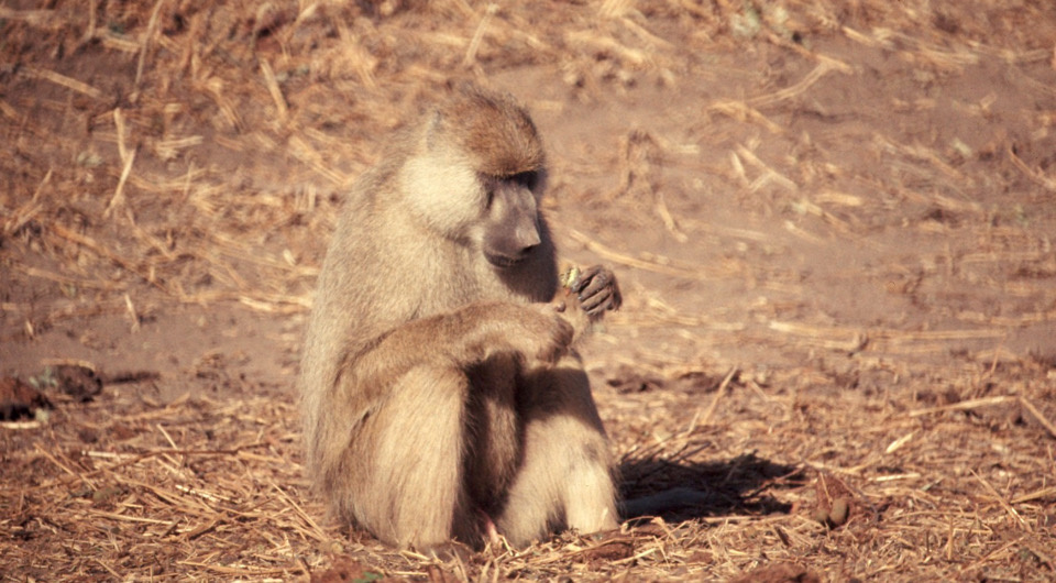   Colorado State University Libraries/ Wikimedia Commons/ CC BY-SA 4.0