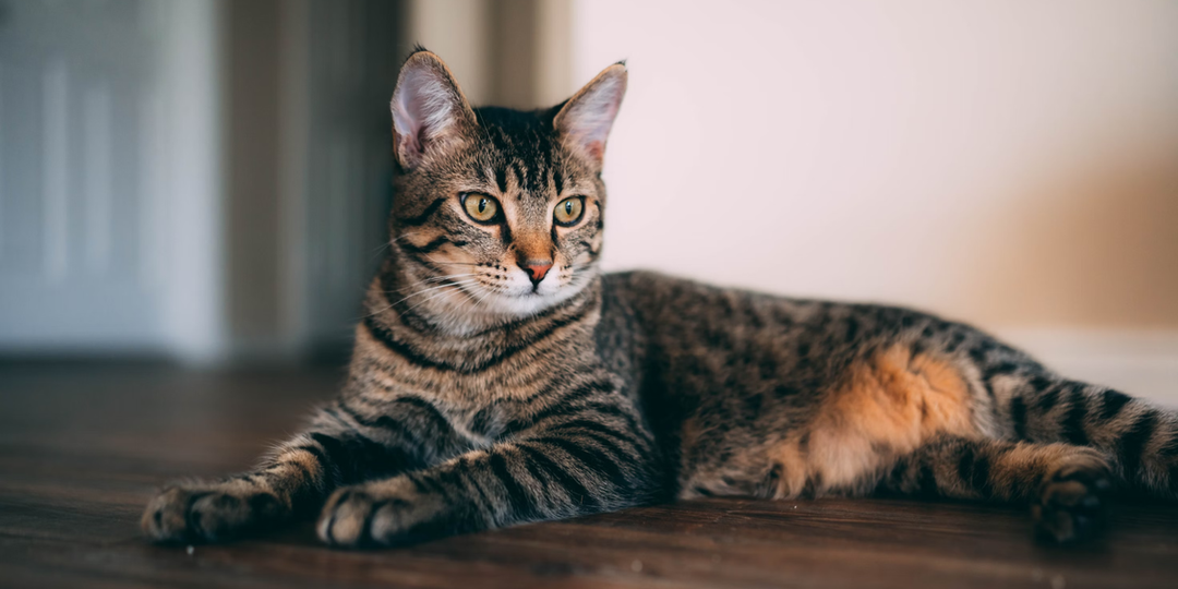 Жители ЖК стали заботиться о пострадавшей в аварии кошке