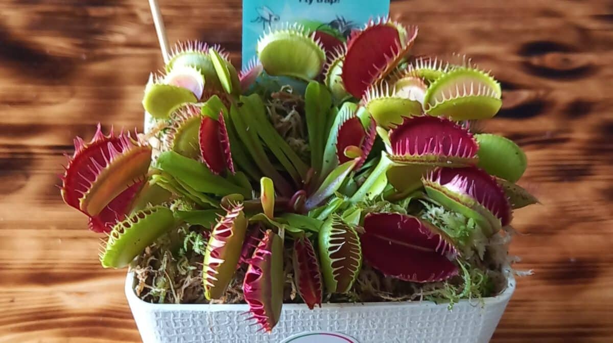    Венерина мухоловка / © Naked Science, Елизавета Завьялова