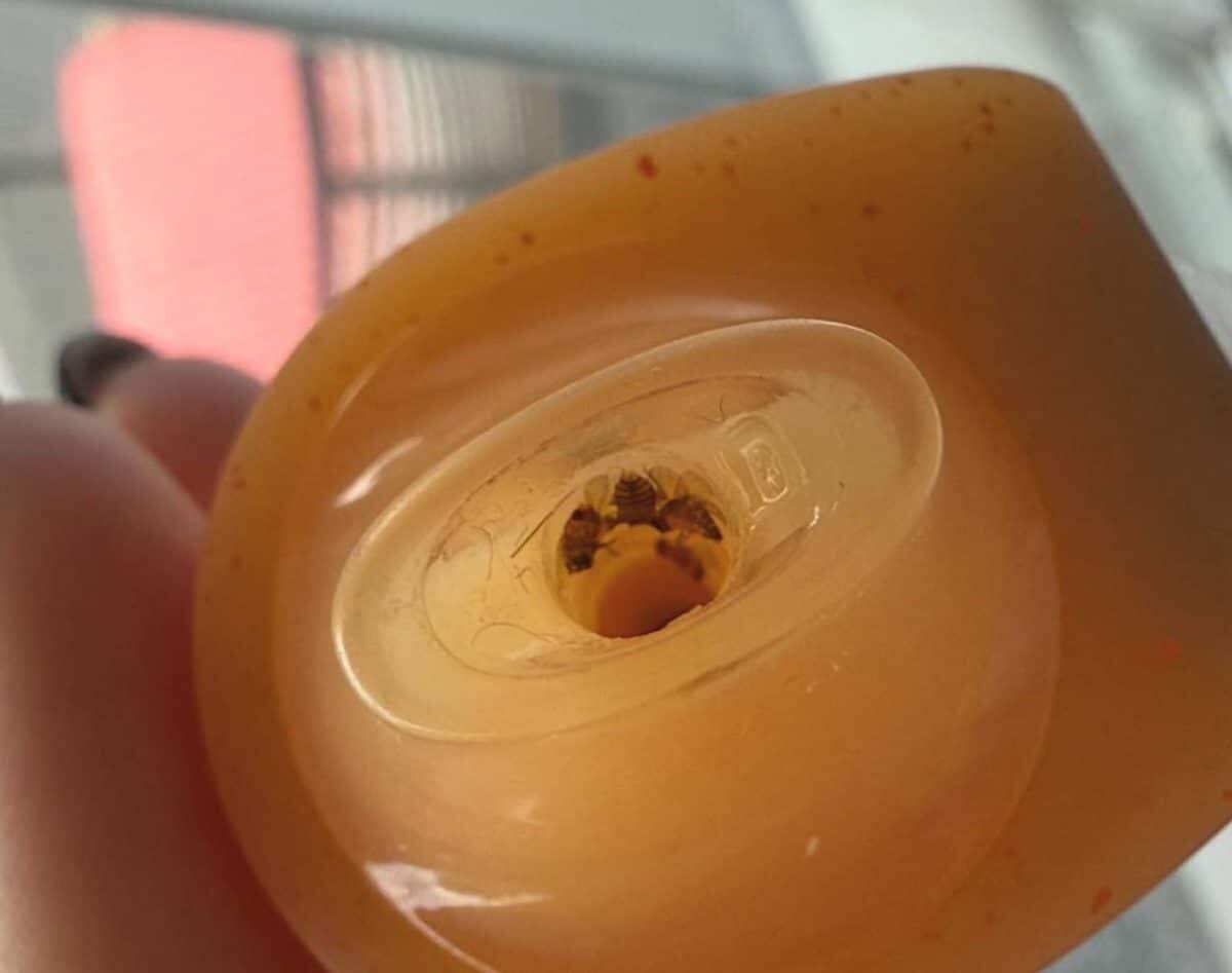    Насекомые в вейпе / © Threads, eksax