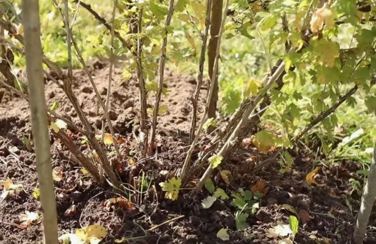 Самое время для подготовки куста к зимовке.