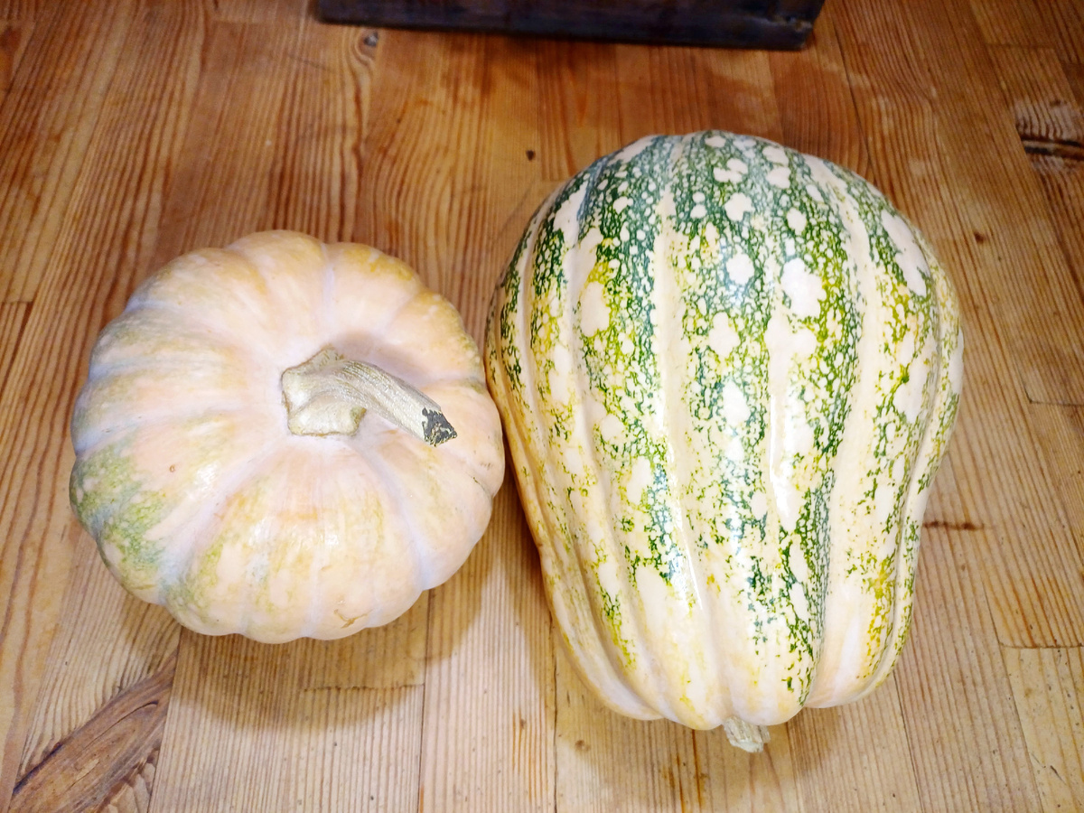 тыква деревенская. фото автора