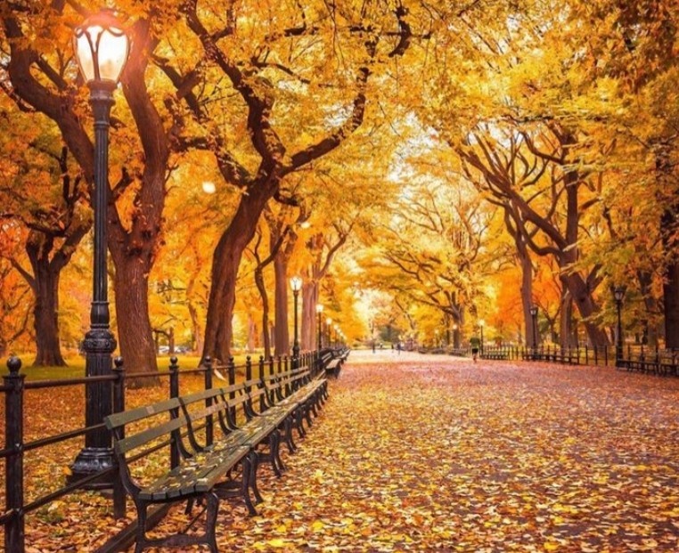 Золотая осень во всей красе. Фотографию взяла из свободнеых источников на просторах интернета