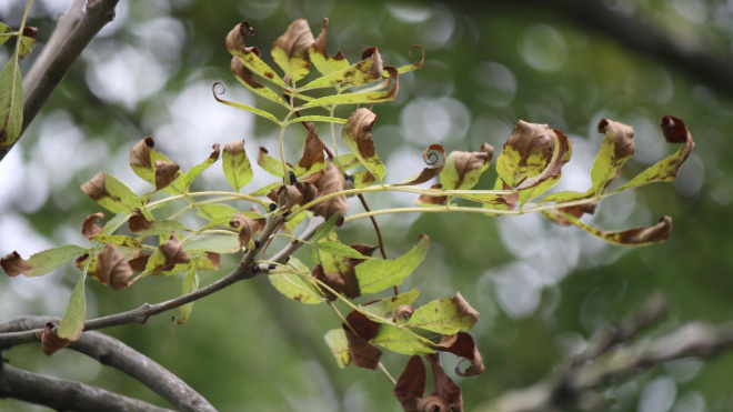 Фото: Россельхознадзор