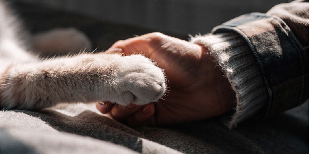 Как ведут себя кошки перед уходом: знаки, которые нужно знать