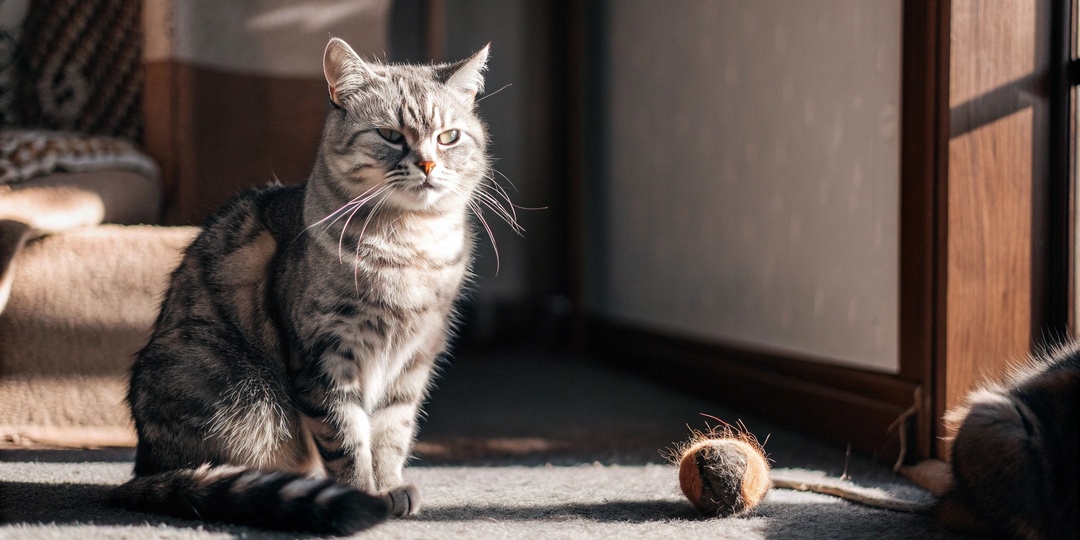 Умножала возраст кошки на 7. Как мы всю жизнь не правильно считали