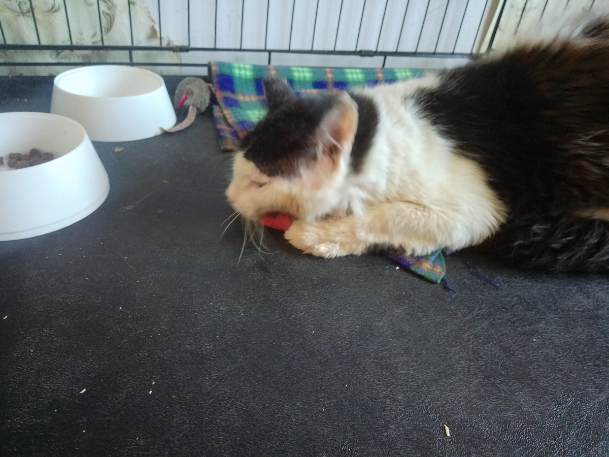 Рыбка понравилась