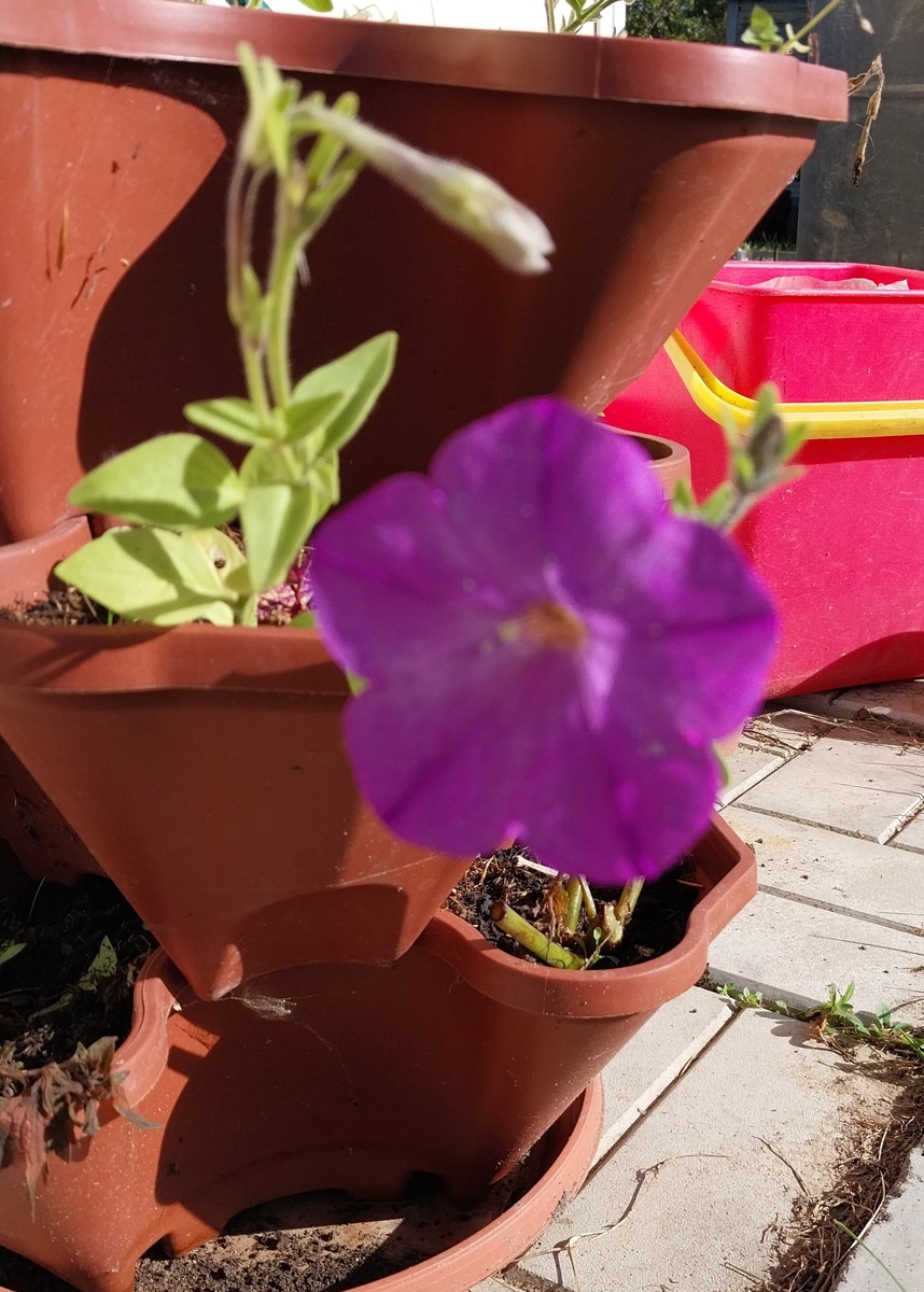 А с петунией мороз не справился 