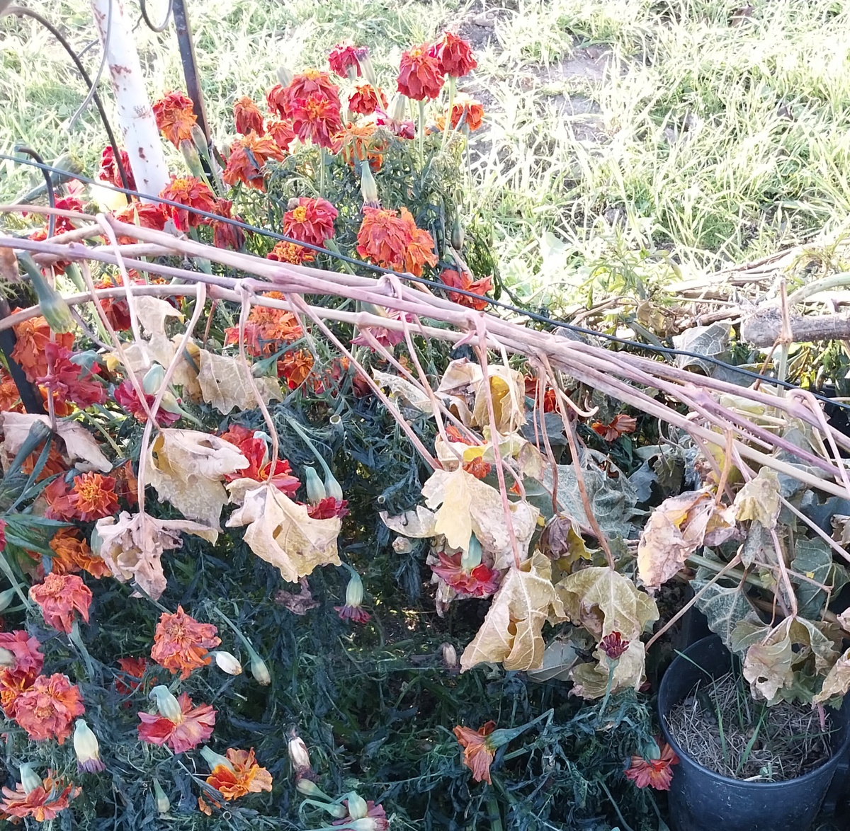 Бархатцы и виноград - укрыты инеем. 