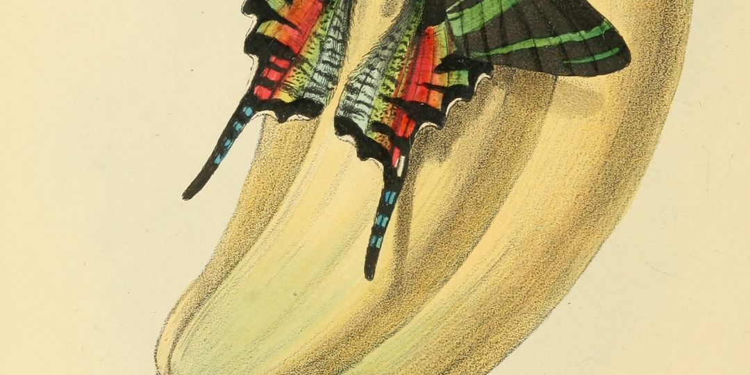 Скрылись из виду: об исчезнувших бабочках