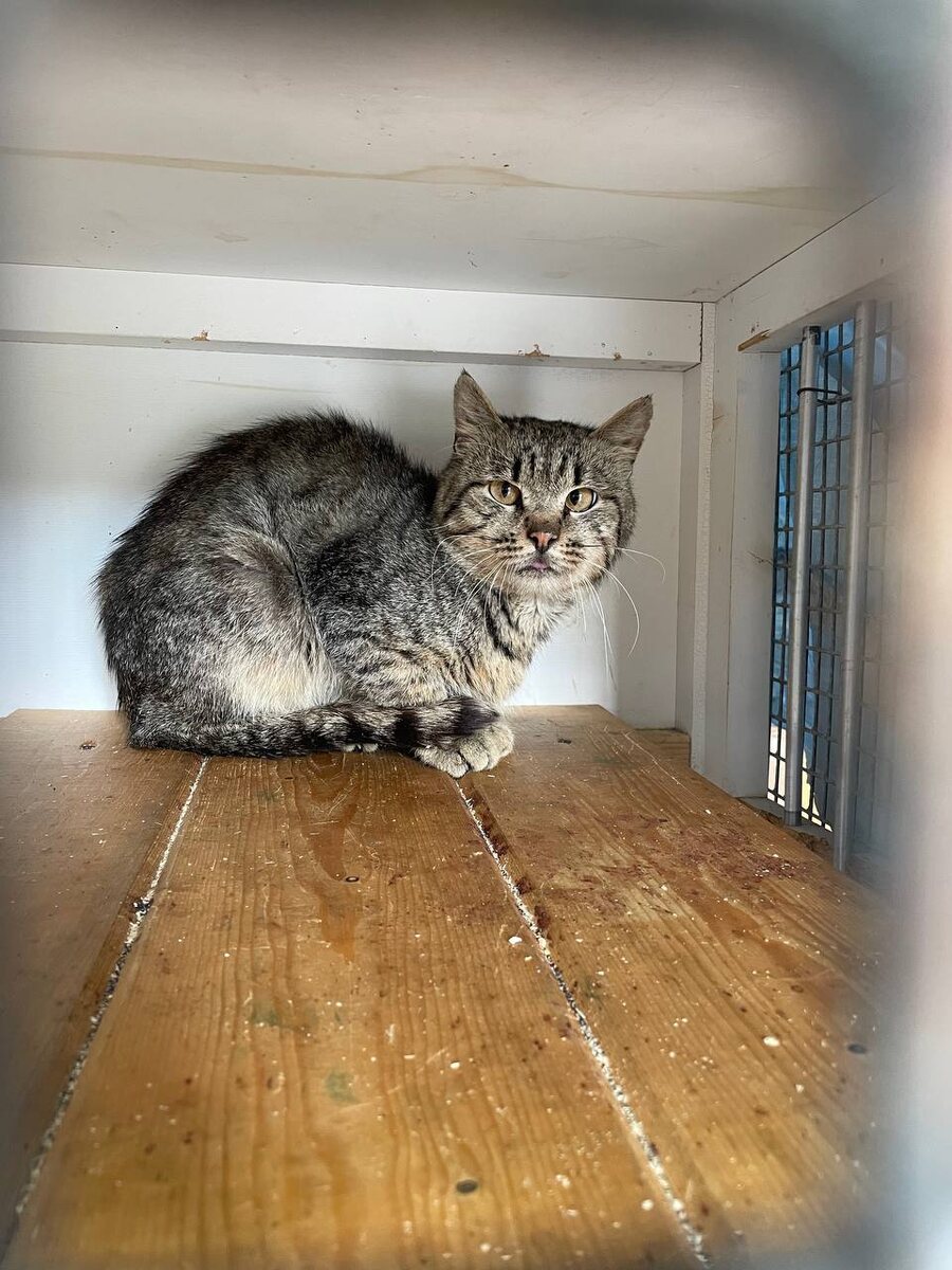 Вот такой кот. Выглядит уже гораздо лучше!