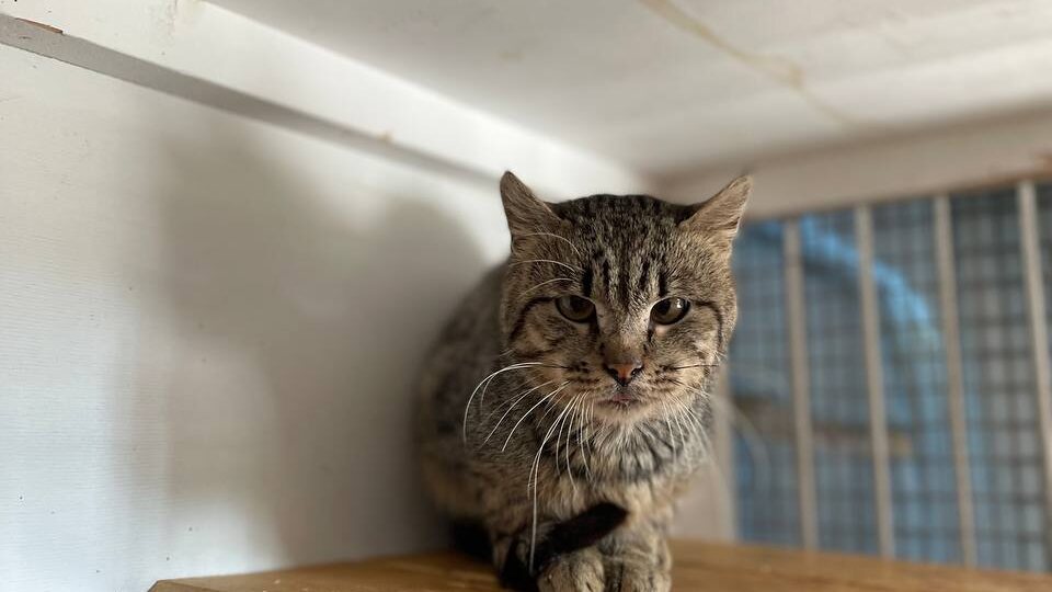 Этот кот вызвал разные чувства. Некоторые писали, что на улице ему будет гораздо лучше