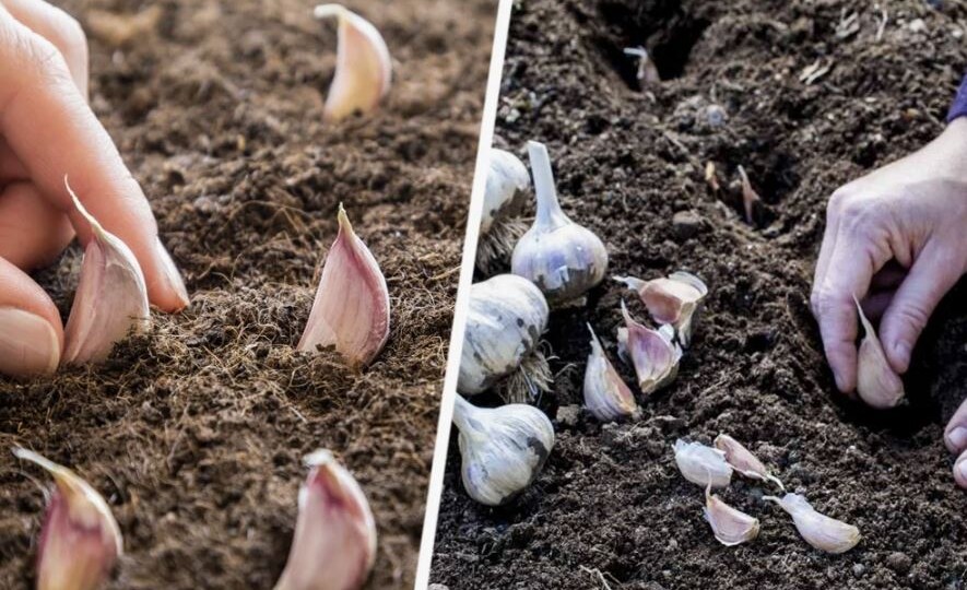 7 ошибок при посадке чеснока, из-за которых он не зимует и не даёт урожая
