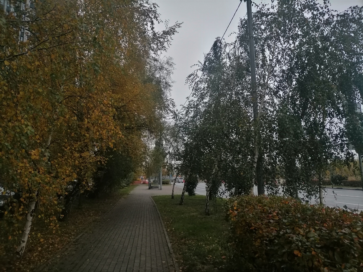 Как интересно: с одной стороны дорожки берёзы уже жёлтые и с другой ещё зелёные. 