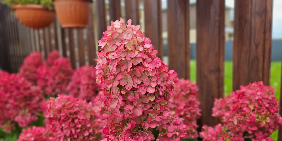 Гортензии осенью: что делать, а что нет для крупных соцветий будущим летом