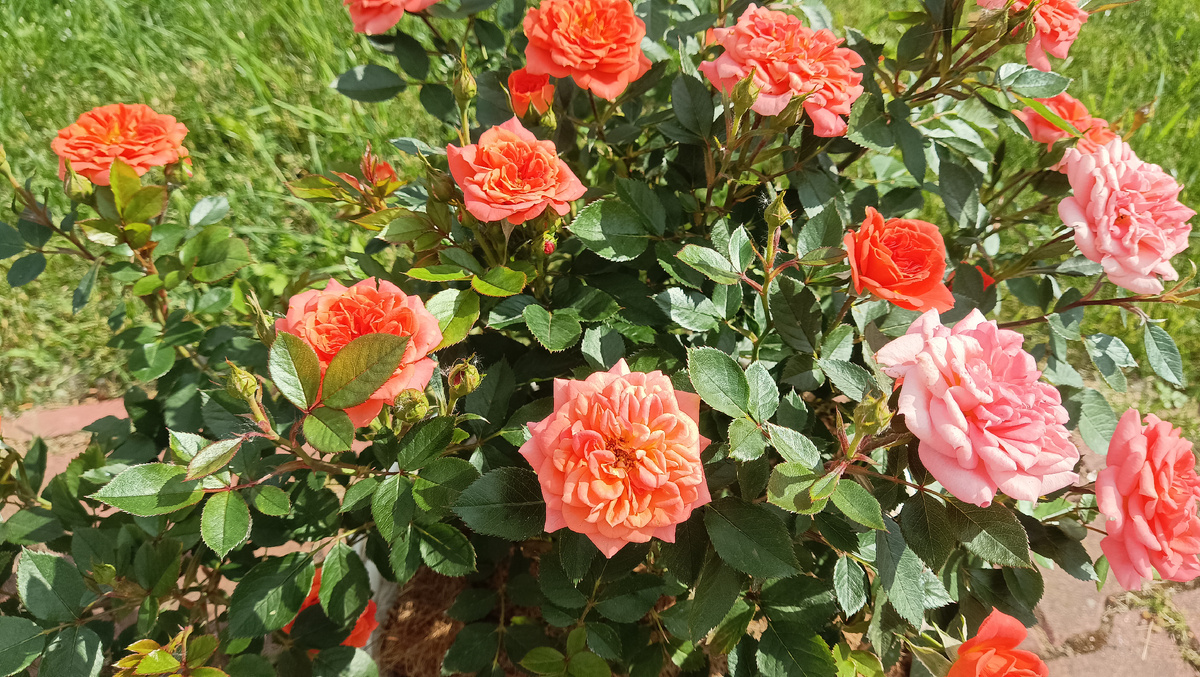 Роза-патио Нинетта