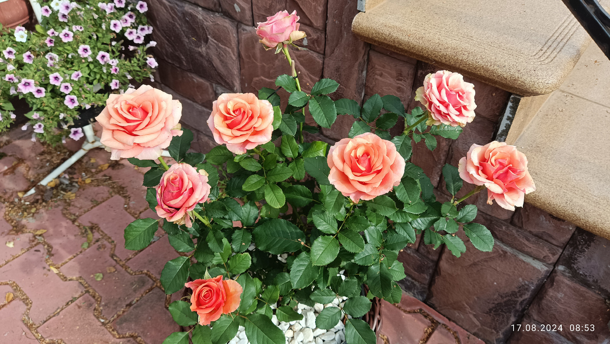 Роза флорибунда Эссель Де Ля Мари