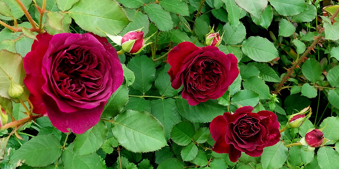 "Дополнительный скорый". Вопросы и ответы про розы. 2 октября 2025 года