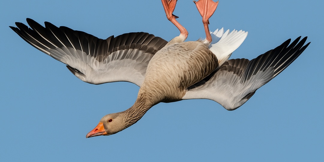 Зачем гуси летают вверх ногами — научное объяснение странного трюка