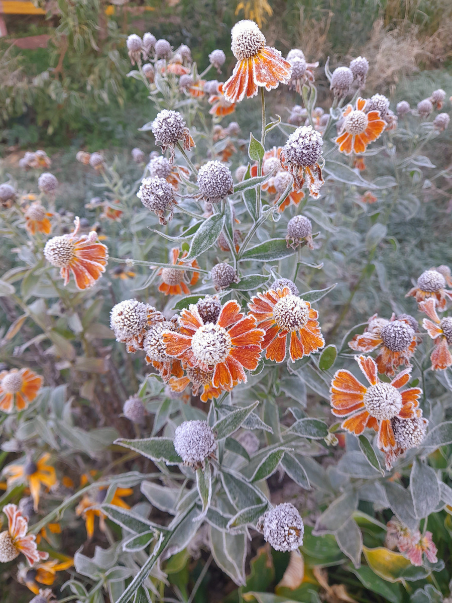Утро на даче в конце сентября 🍁