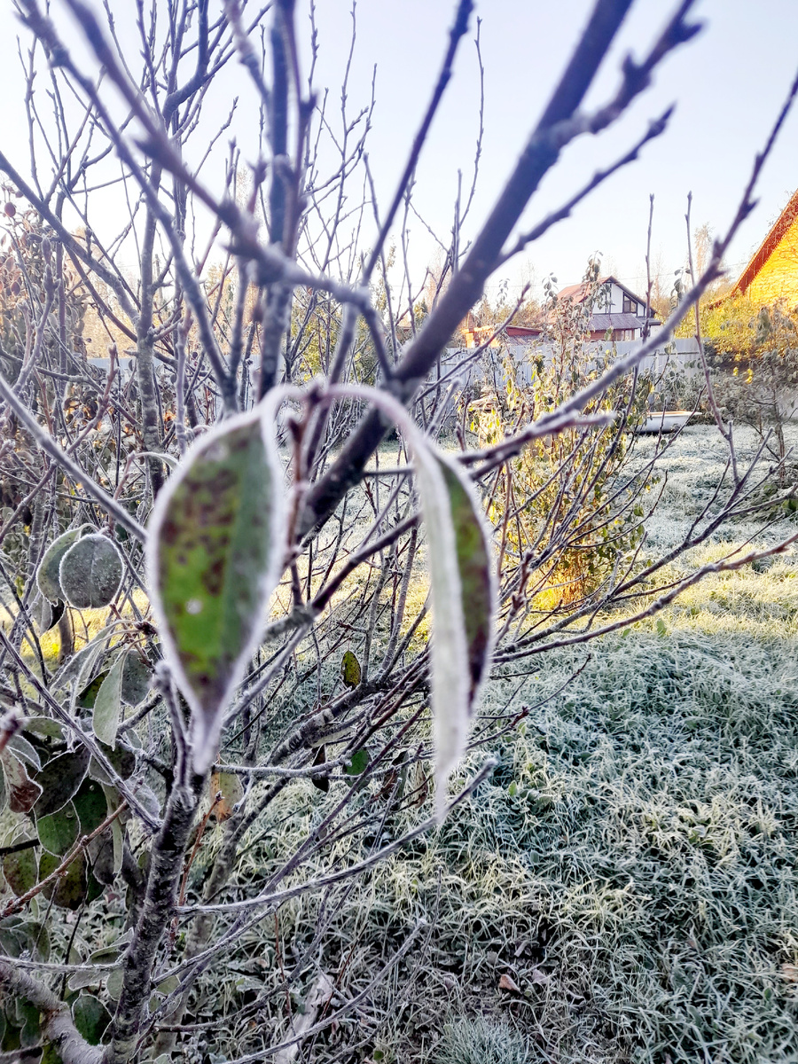 Иней. Раннее Утро.