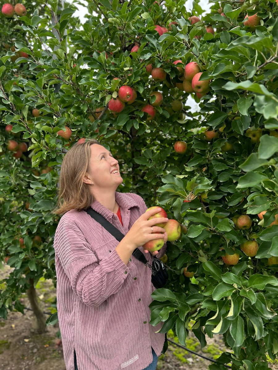 Яблоки с дерева очень вкусные!