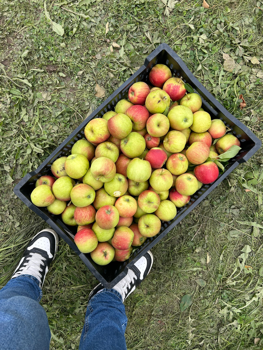 Ящик вкуснейших яблок с деревьев едим до сих пор. 