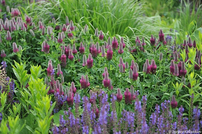 Клевер краснеющий 