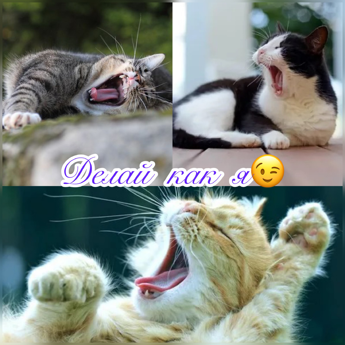 Коллаж автора из Яндекс-картинки