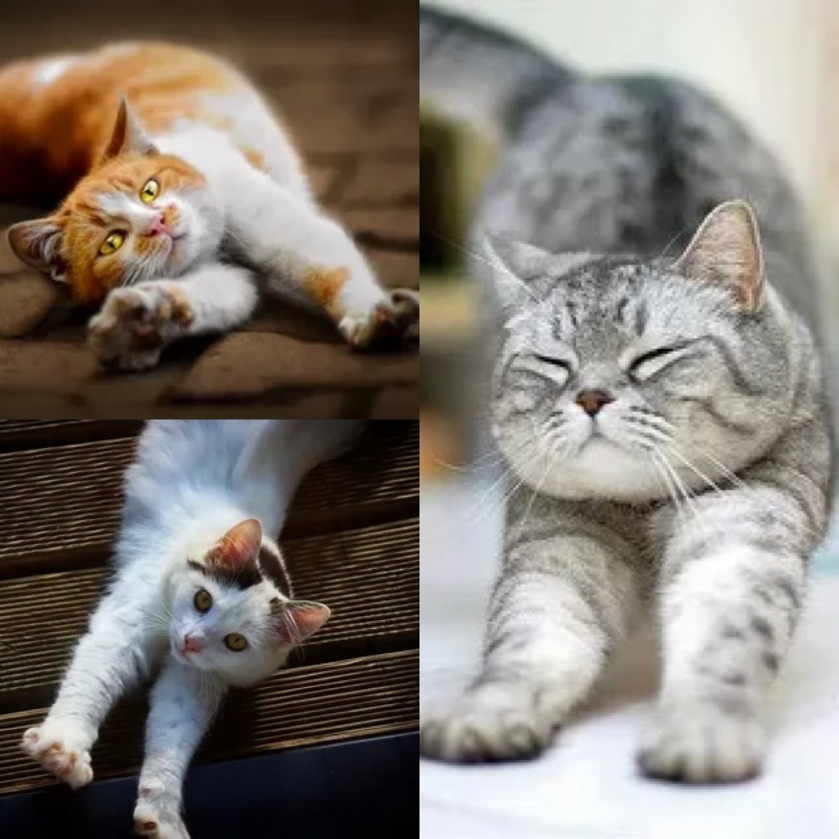 Коллаж автора из Яндекс-картинки