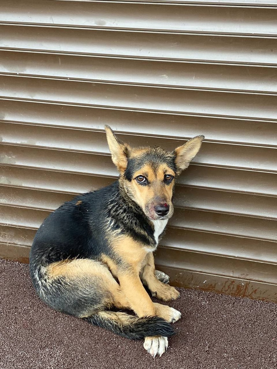 Пострадавшая собачка ждет помощи