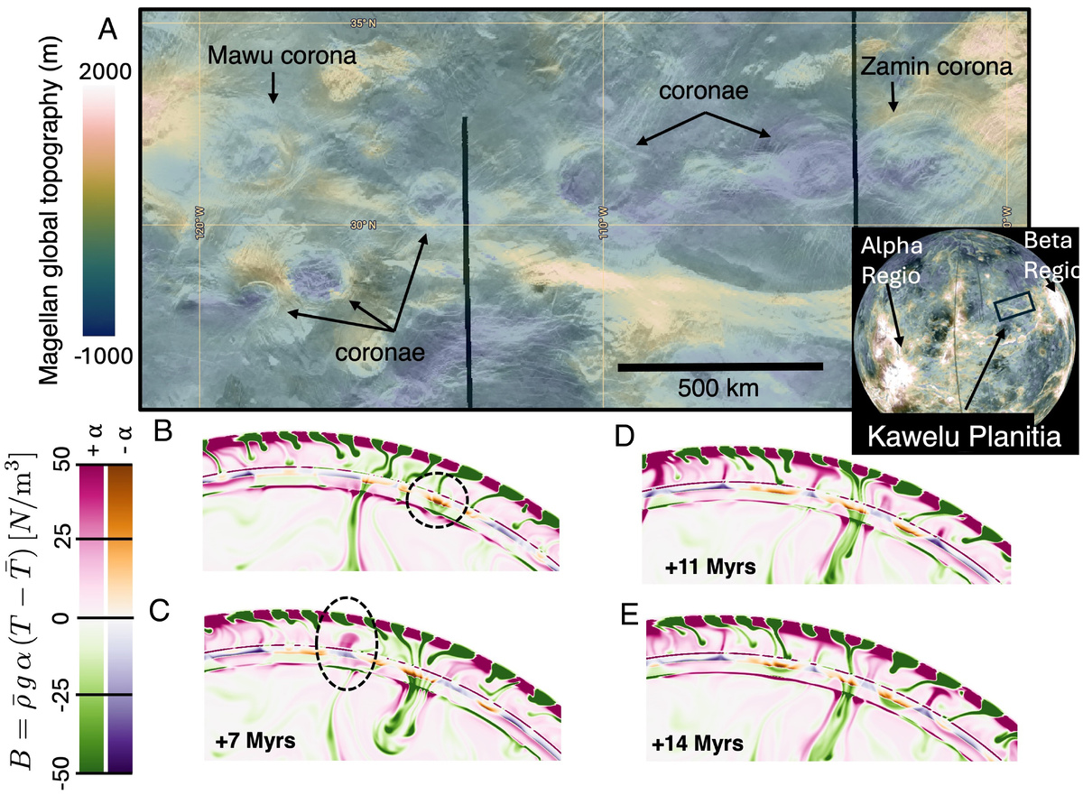Пример механизмов формирования корон на Венере.    
 Источник: Madeleine C. Kerr, Dave R. Stegman, Suzanne E., Andrea C. Adams  📷

