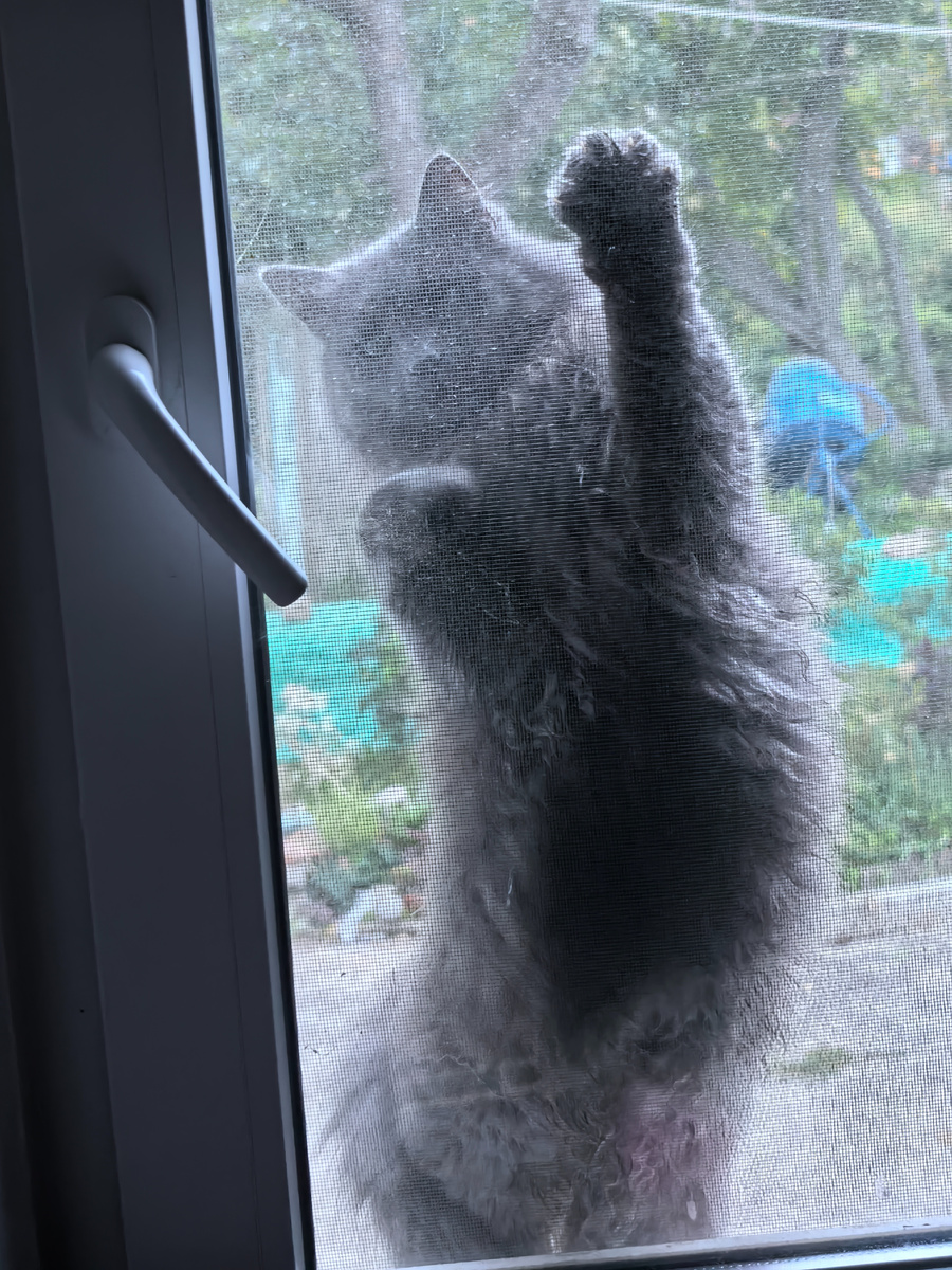 Хозяин, ты где?