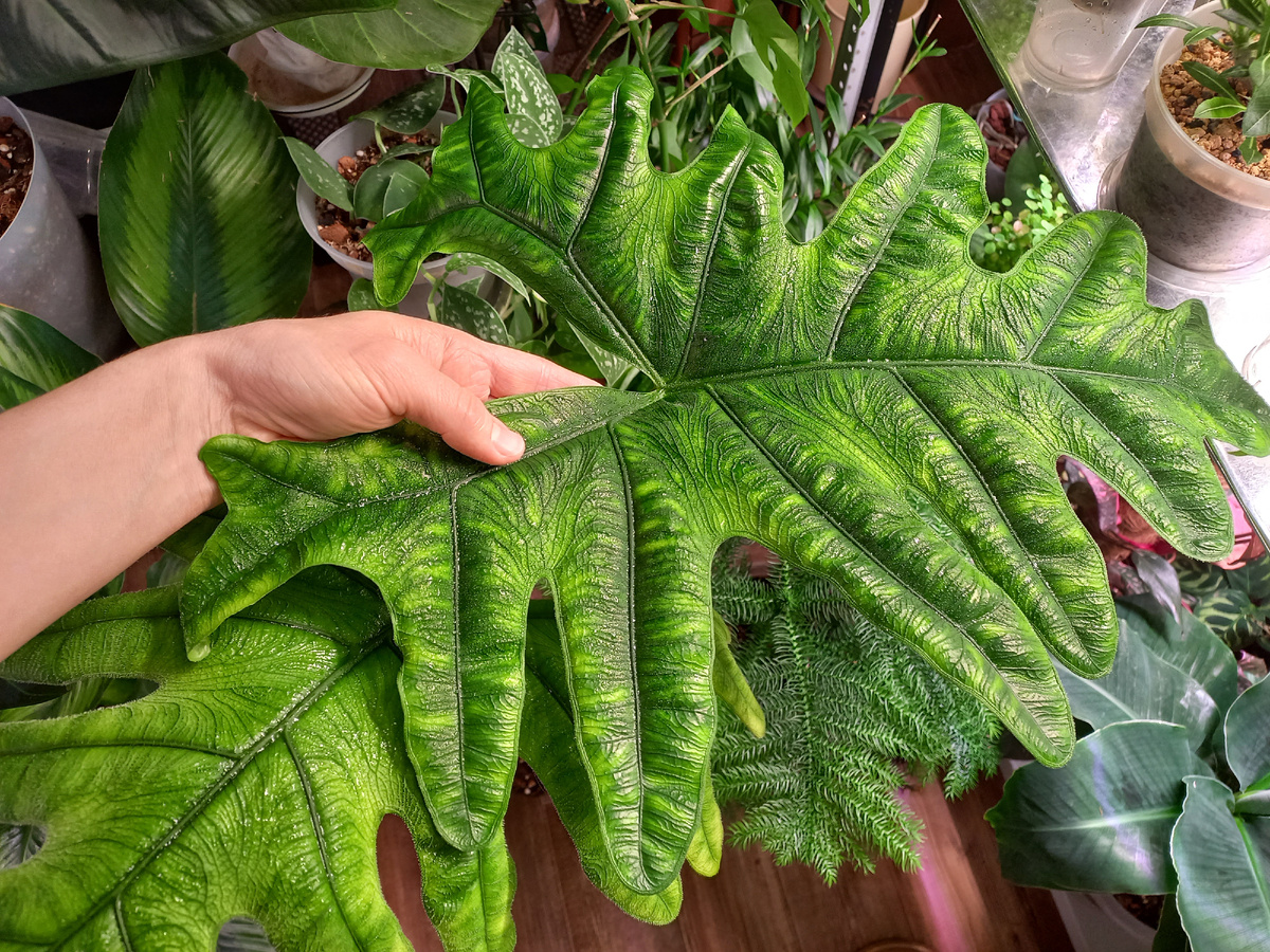 Алоказия Жаклин. Фото автора