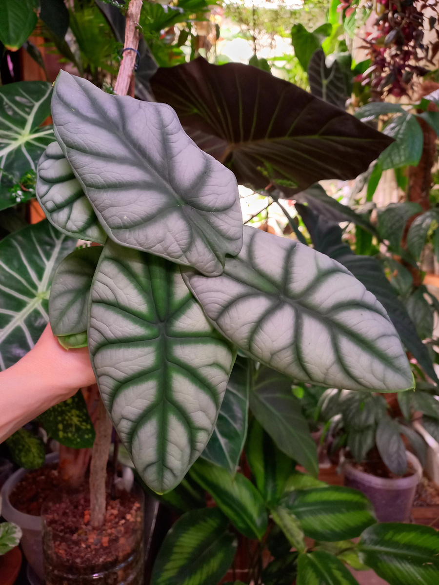 Алоказия Сильвер Дракон. Фото автора 