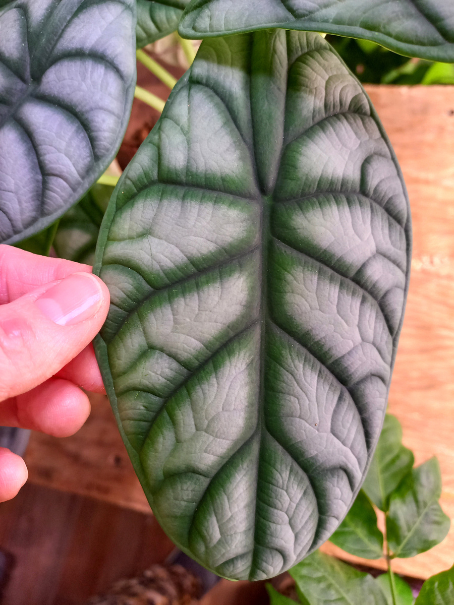 Алоказия Сильвер Дракон. Фото автора 