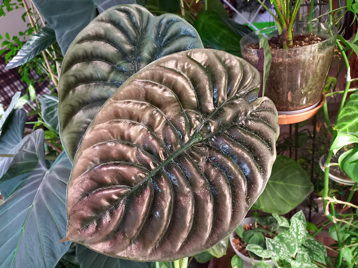Алоказия Купрея Рэд. Фото автора