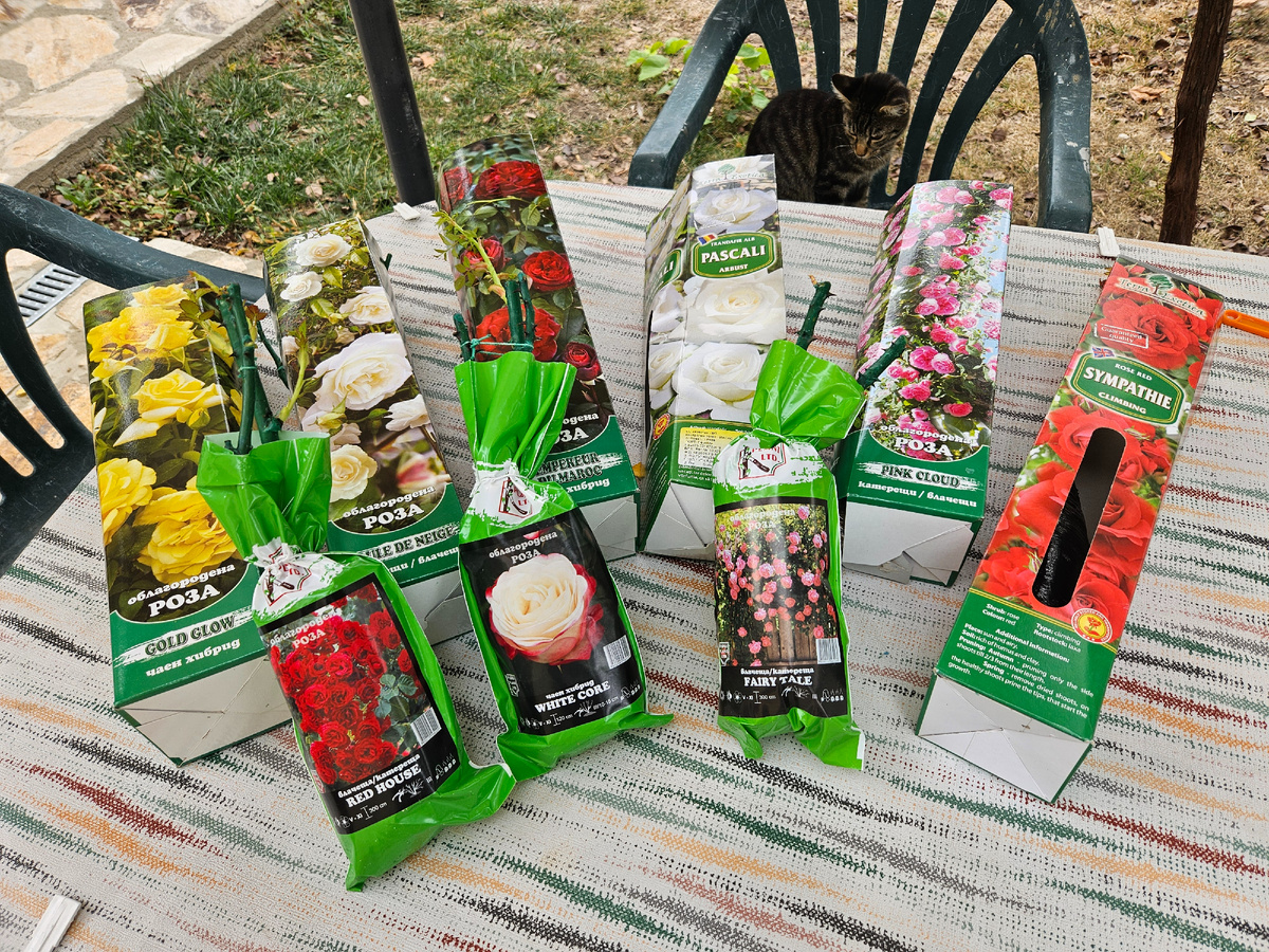 Новые саженцы роз