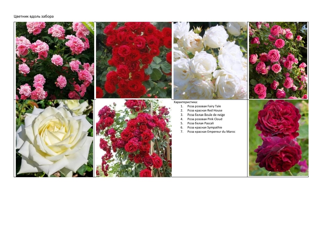 Свела все розы вместе 