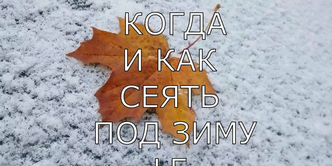 Что, когда и как сеять под зиму.