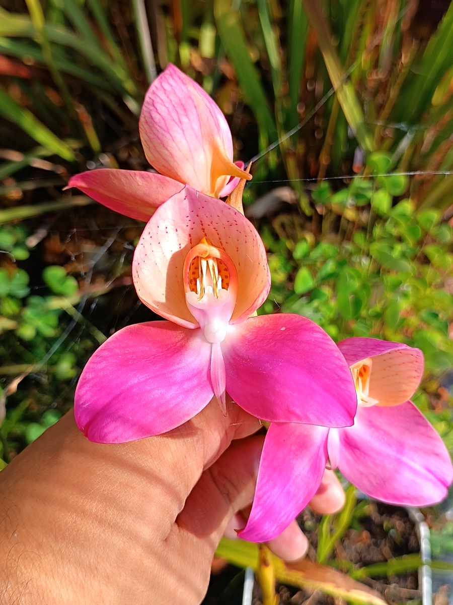 Фото Esotik Garden Tutti i diritti riservati