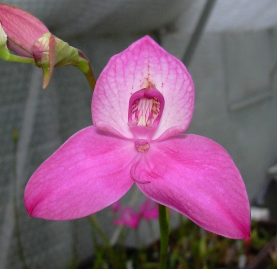 Disa Diorosа. Фото La Canopée 