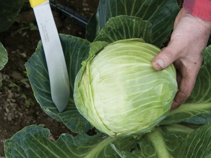 Уборка капусты: 5 правил правильного среза кочанов для хранения