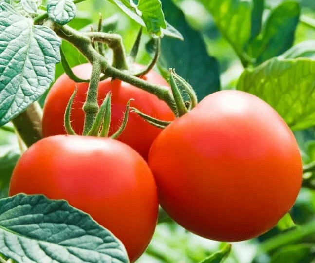 Этим неприхотливым помидорам не страшна фитофтора