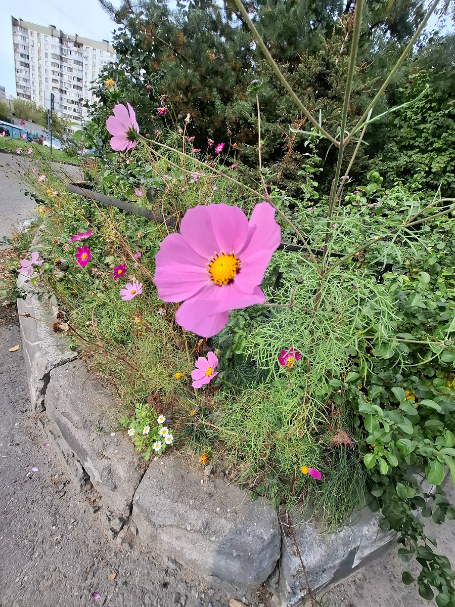 Представляете, даже фото почти нет! Совсем от рук отбилась